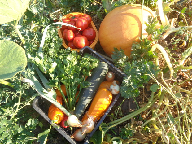 Wspaniałe tegoroczne warzywa. 