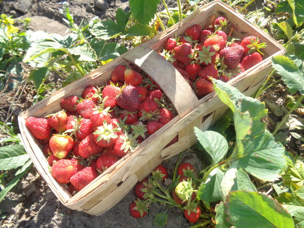Wspaniałe zbiory truskawek. 