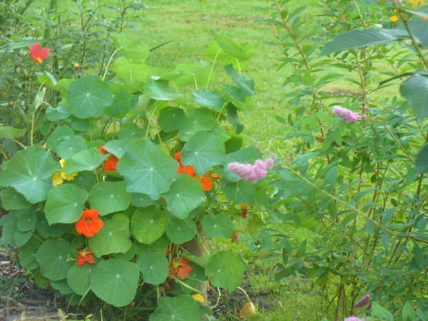 wszędobylskie nasturcje- mam do nie słabość