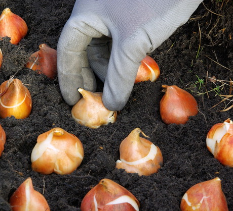 Wysadzanie cebul tulipanów (zdj.: Fotolia.com)