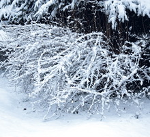 Z rozpoczęciem przycinania żywopłotów i pojedynczych krzewów trzeba zaczekać, aż stopnieje śnieg i miną mrozy.