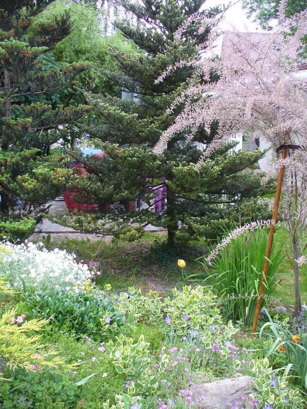 z tamaryszkiem w tle