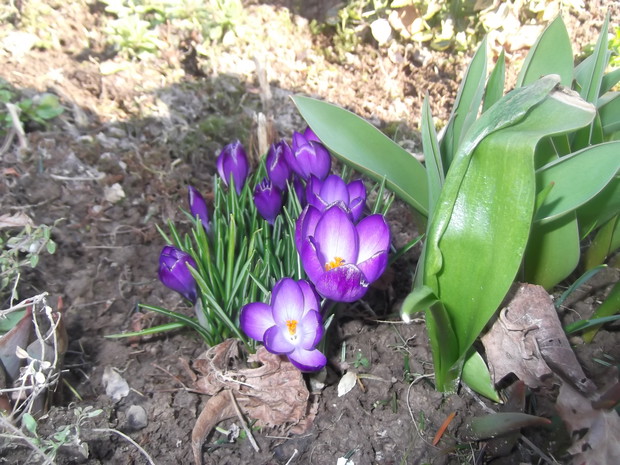 zaczynają kwitnąć