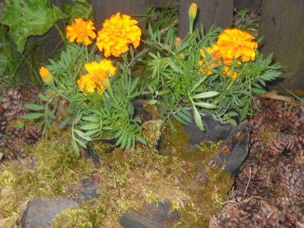 Zamszone buty a w nich turki.