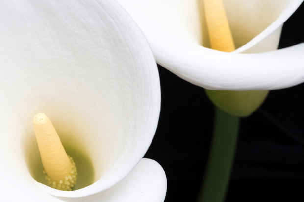 Zantedeschia aethiopica (zdj.: Fotolia.com)
