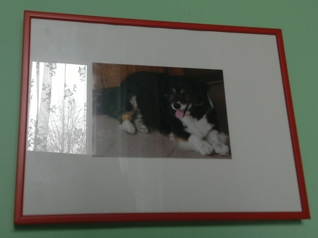 Zdjęcie zdjęcia Łatka. :)