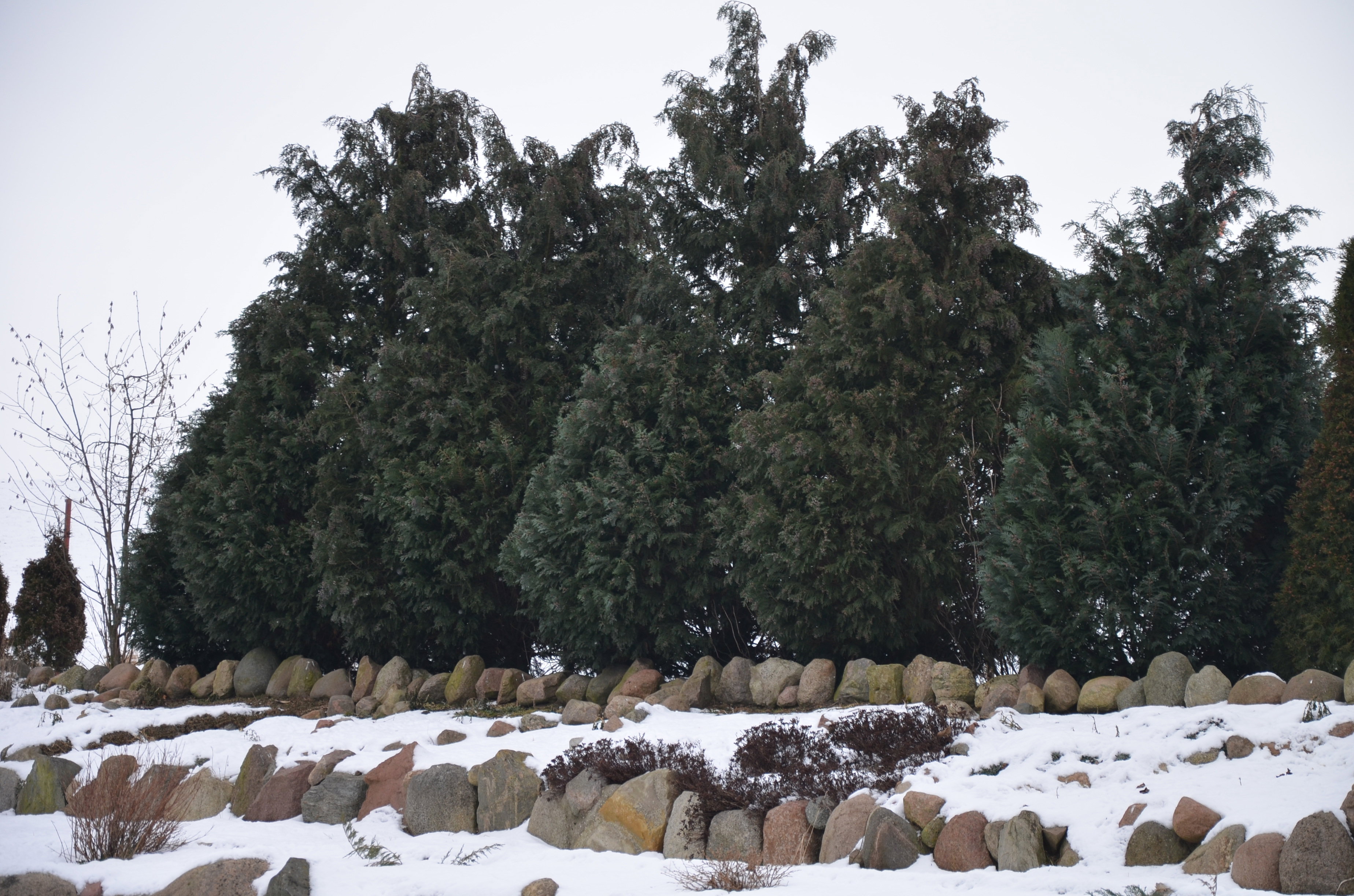 Zimową porą iglaki zawsze są przepiękne :)