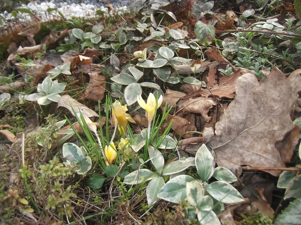 żółty krokus