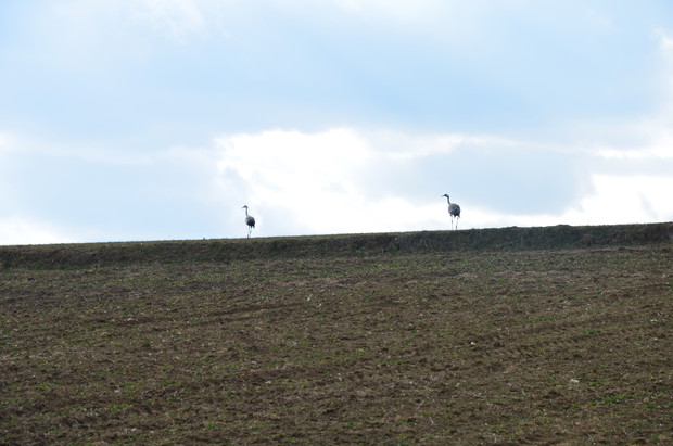 Żuraw zwyczajny, żuraw popielaty, żuraw szary – gatunek dużego ptaka z rodziny żurawi W wyniku osuszania podmokłych lasów zniszczono jego lęgowiska i obecnie na południe od Bałtyku i na południu Europy występuje tylko wyspowo. 