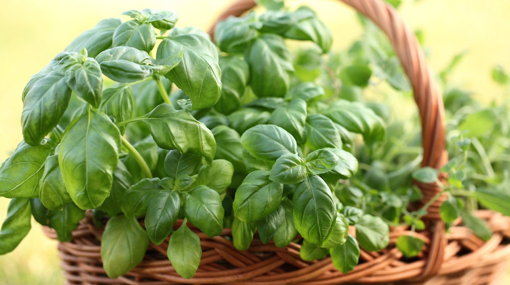 Bazylia z ziołowej grządki (zdj.: Fotolia.com)