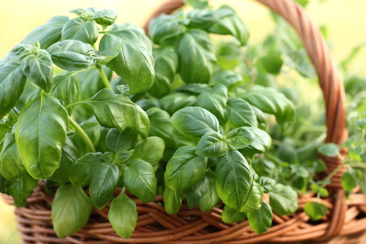 Bazylia z ziołowej grządki (zdj.: Fotolia.com)