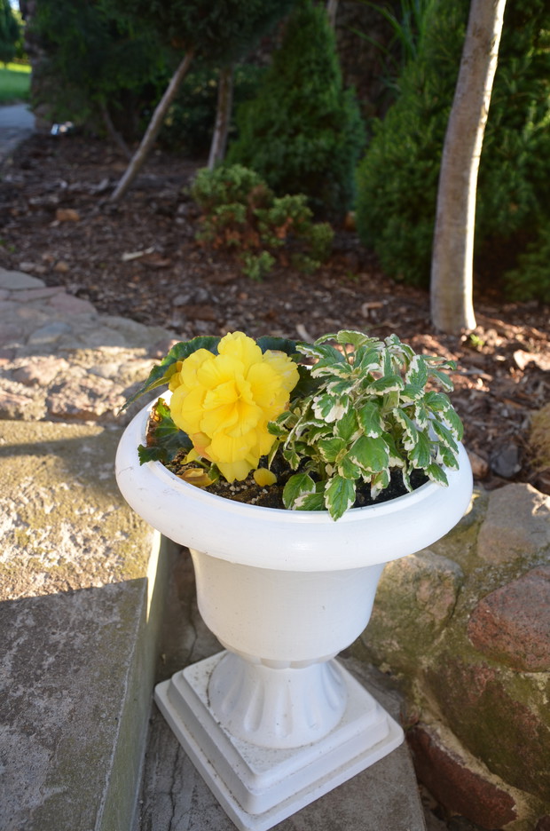 Begonia w towarzystwie komarzycy :)