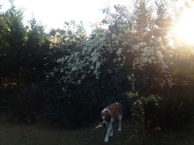 Bernarydn w  kwiecie wieku;)