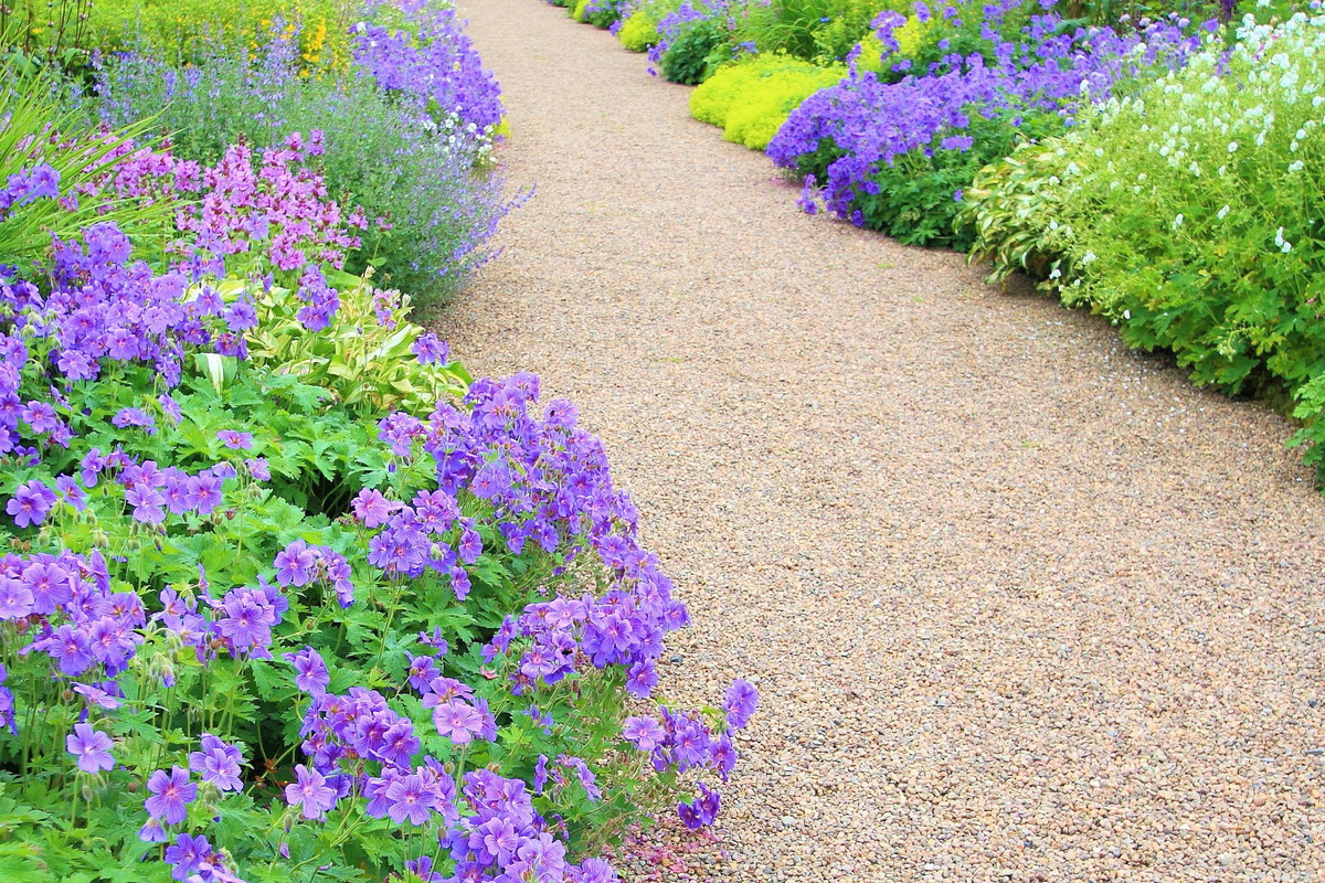 Bodziszki Geranium na mieszanej rabacie (zdj.: Fotolia.com)