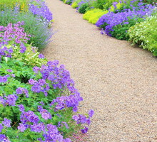Bodziszki Geranium na mieszanej rabacie (zdj.: Fotolia.com)