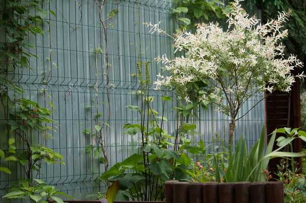 Brzydki blaszak obsadziłam pnączem kiwi.