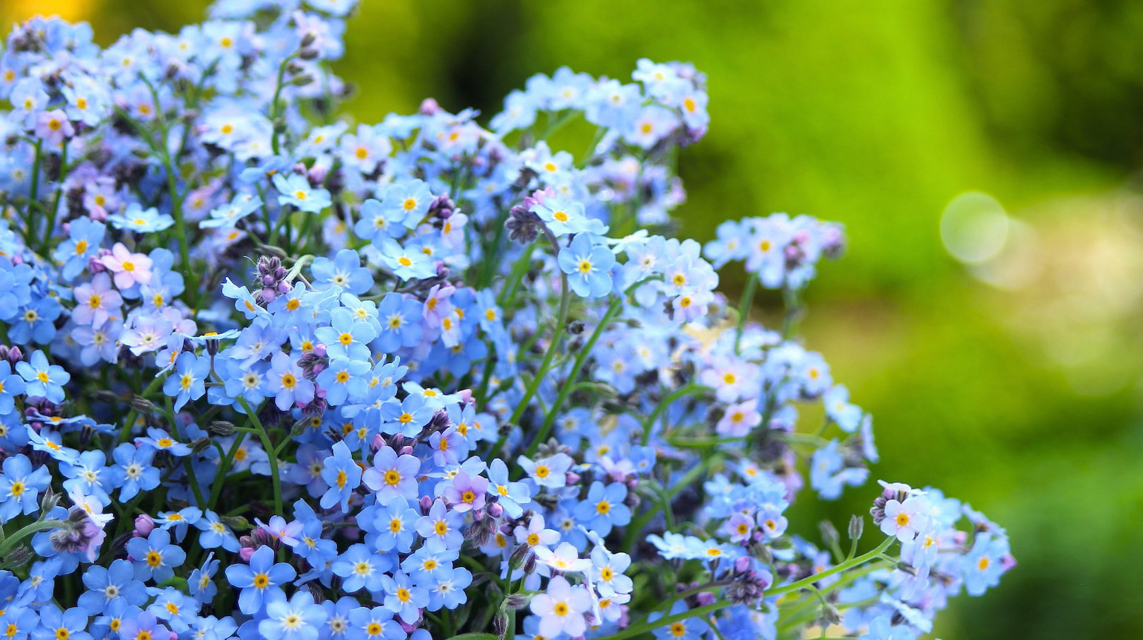 Bukiet niezapominajek (zdj.: Fotolia.com)