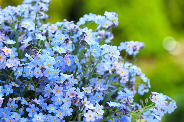 Bukiet niezapominajek (zdj.: Fotolia.com)