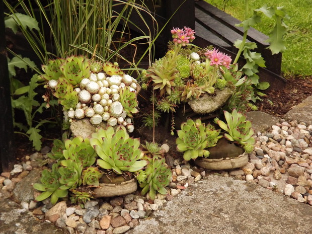 Buty mojego męża, zamieszkały w nich piękne rojniki