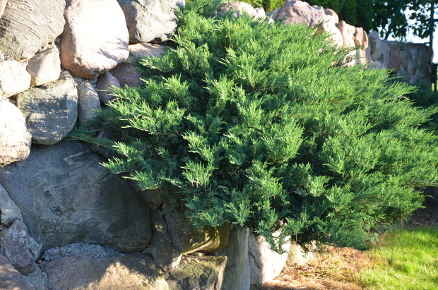 Cis wyrastający ze skalniaka :)