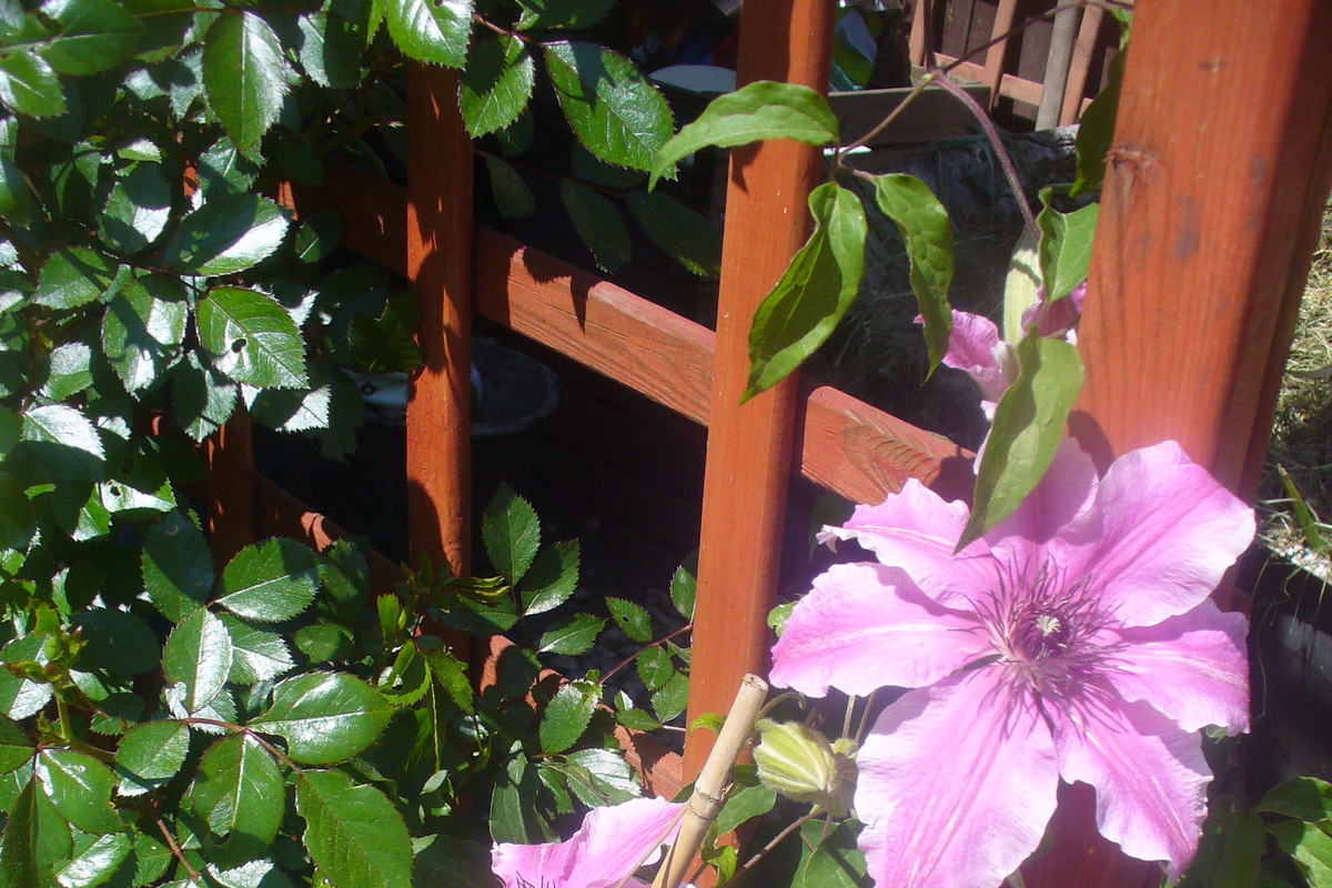 Clematis Carnaby