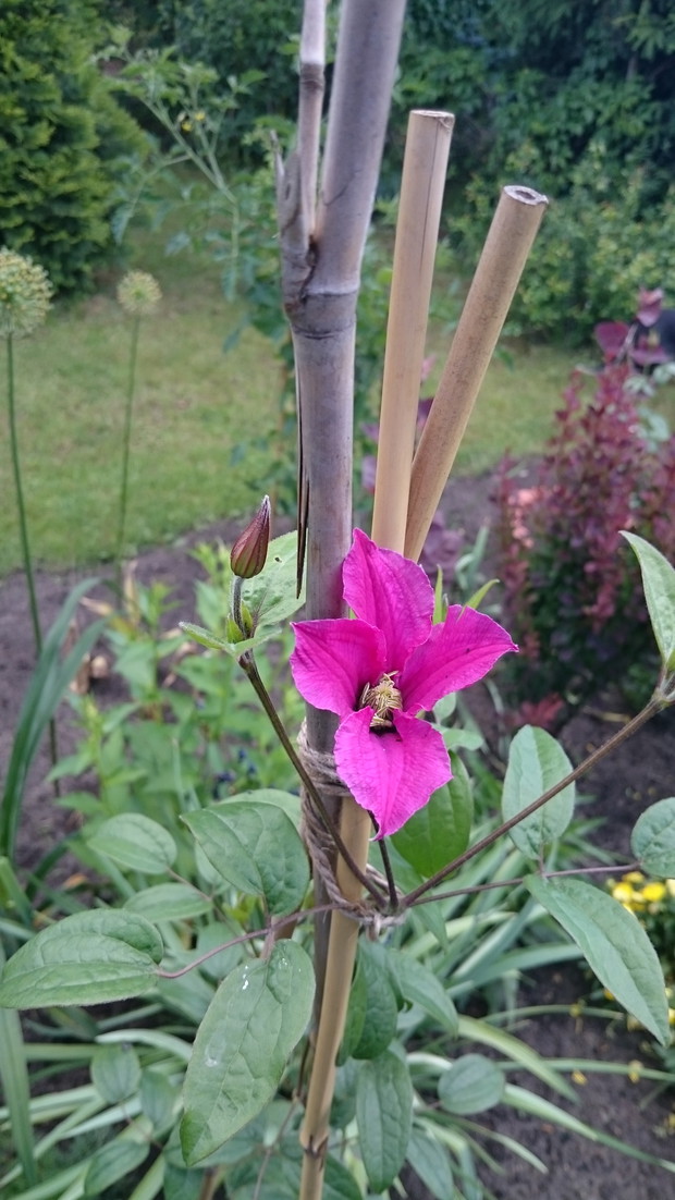 Clematis INSPIRATION ZOIN 