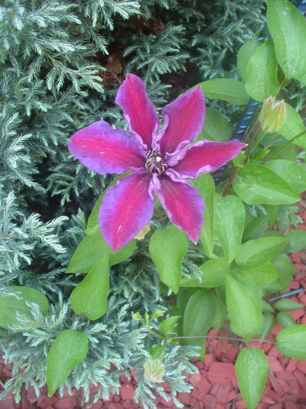 Clematis Kacper