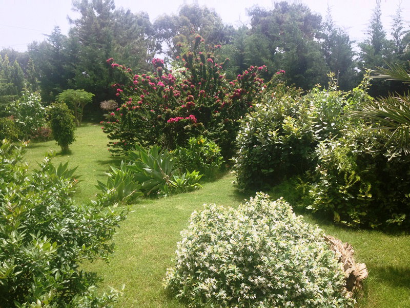 Cudnie pachnacy jasmin