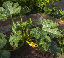 Cukinia doskonale nadaje się również do hodowli w wzniesionej grządce (zdj.: Fotolia.com)