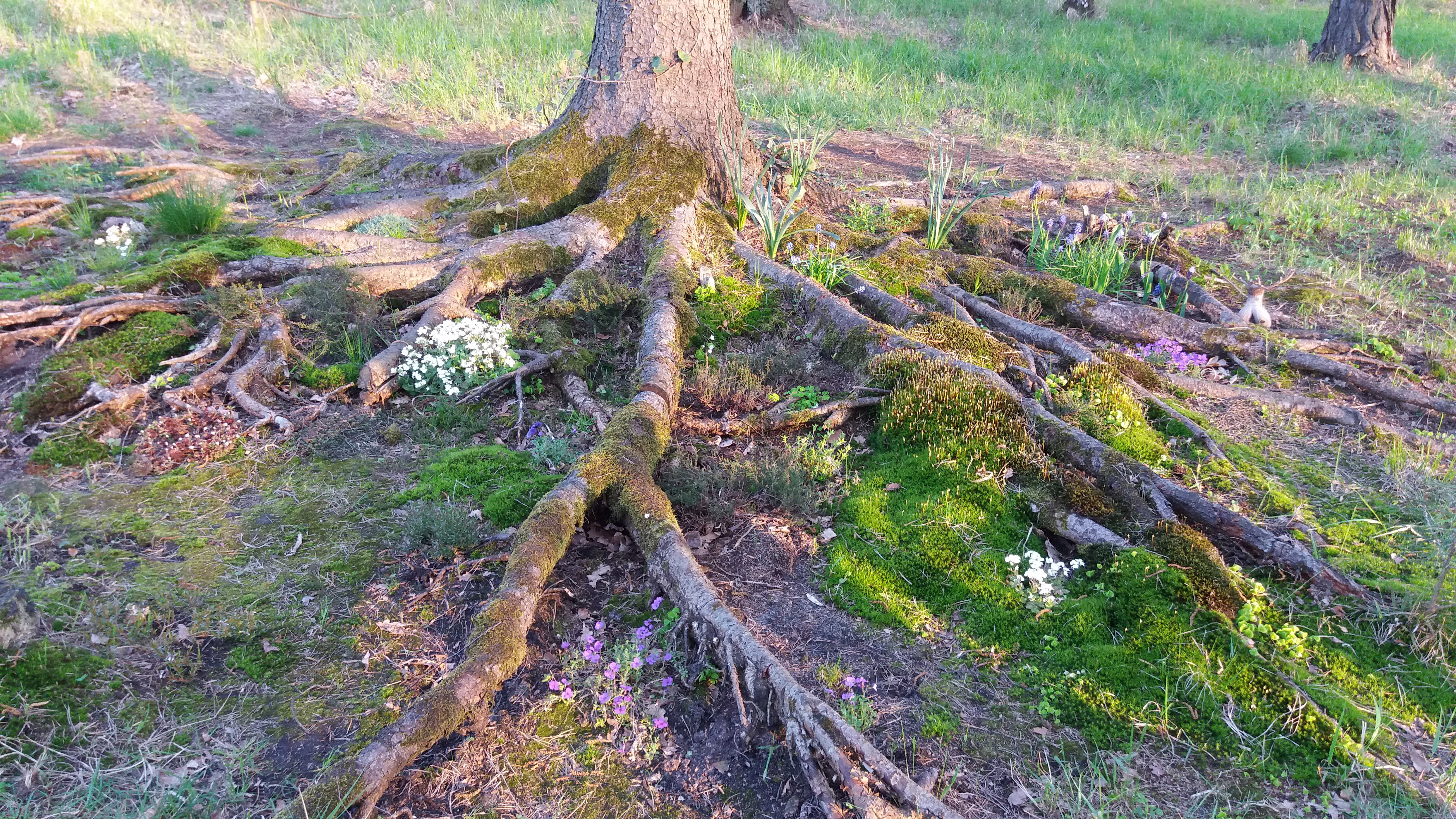 Czarodziejski korzeń