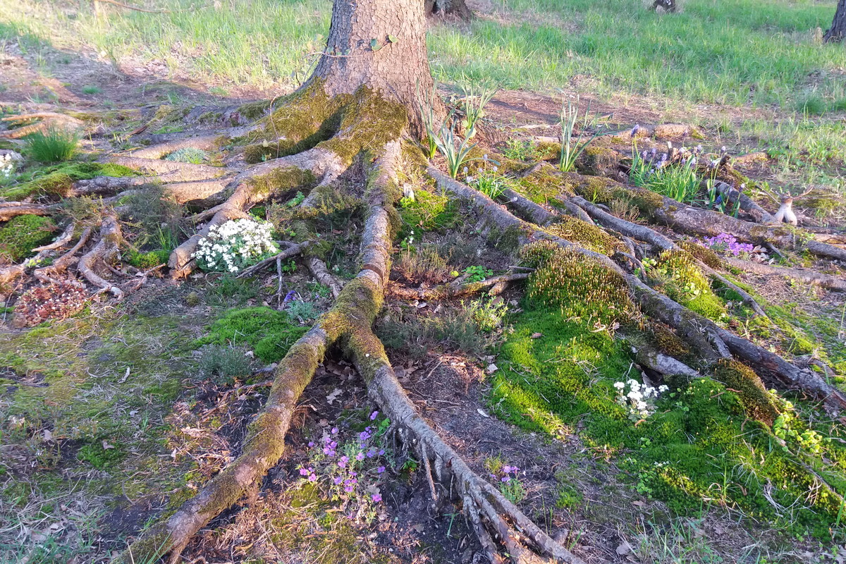Czarodziejski korzeń