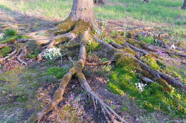 Czarodziejski korzeń