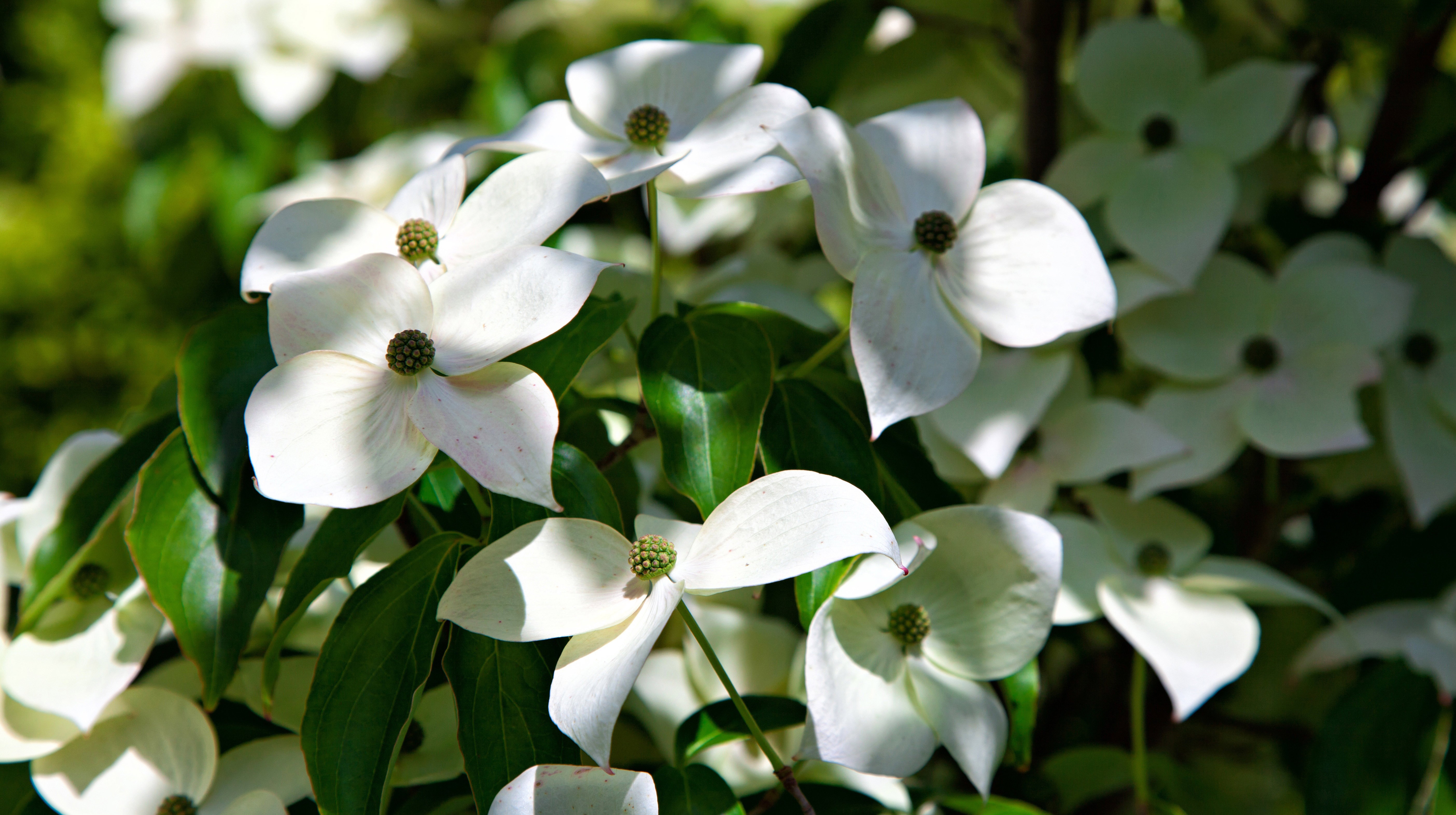 Dereń kousa Cornus kousa (zdj.: Fotolia.com)