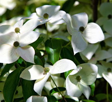 Dereń kousa Cornus kousa (zdj.: Fotolia.com)