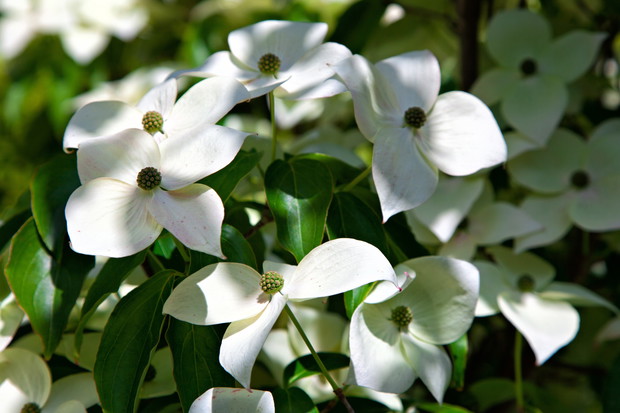 Dereń kousa Cornus kousa (zdj.: Fotolia.com)