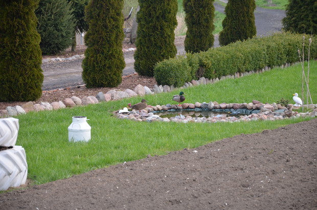 Do mojego oczka wodnego przyleciały żywe ozdoby :)