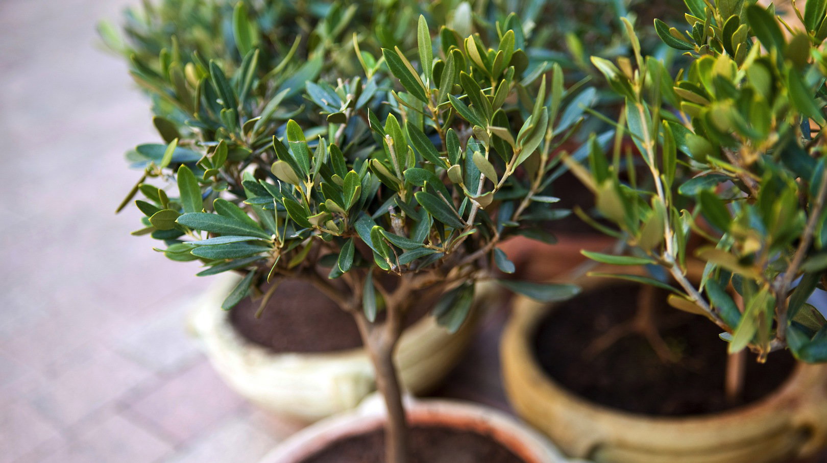 Doniczkowe drzewka oliwne (zdj.: Fotolia.com)