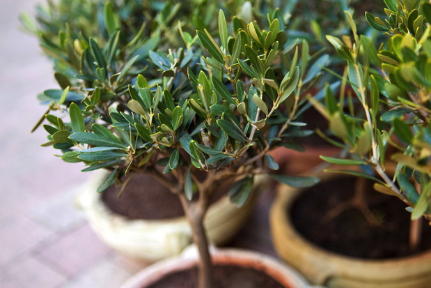 Doniczkowe drzewka oliwne (zdj.: Fotolia.com)