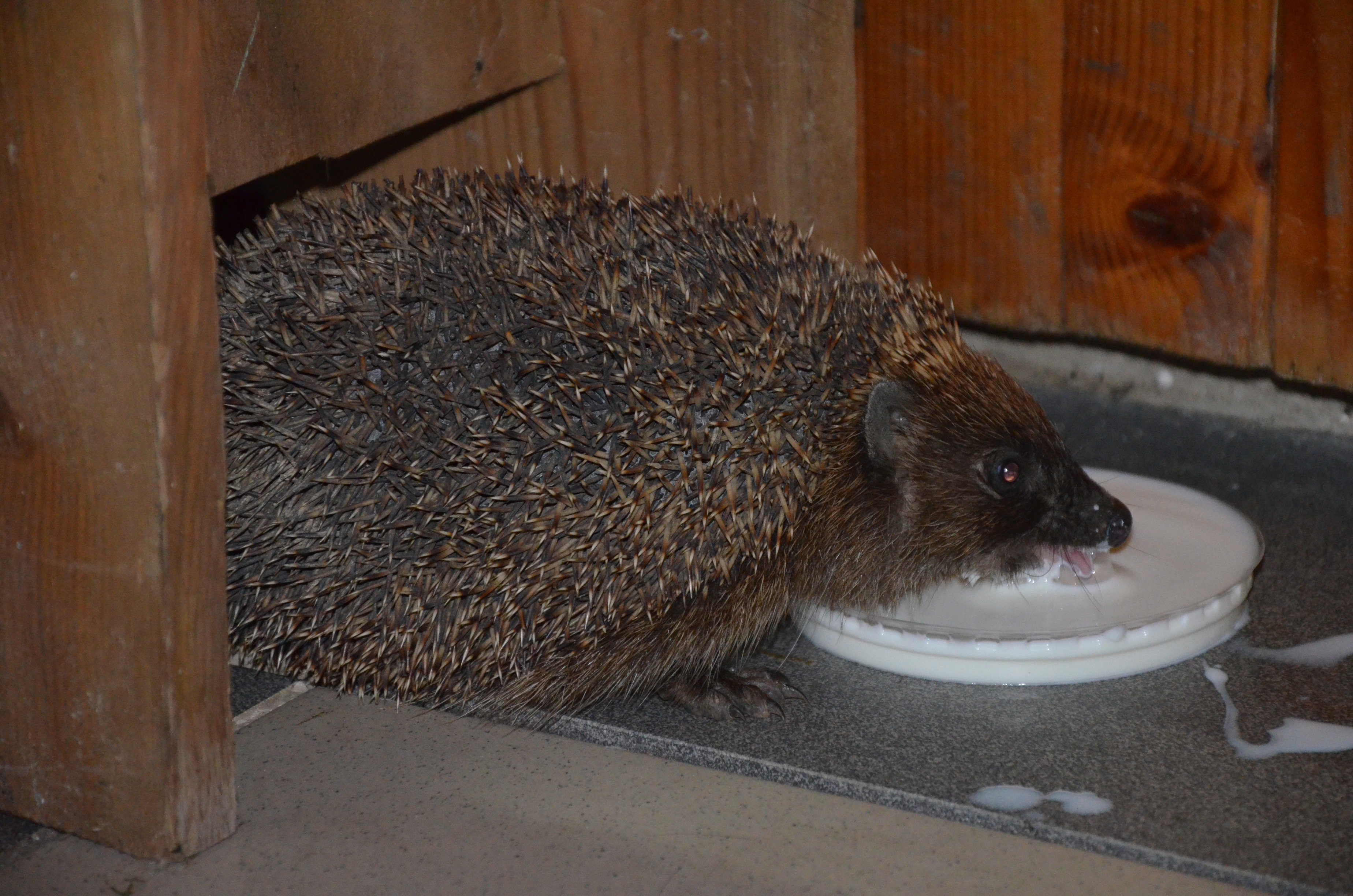Dziś wieczorem do mojej altanki zawitał taki sympatyczny gość , to poczęstowałam go mleczkiem  :)