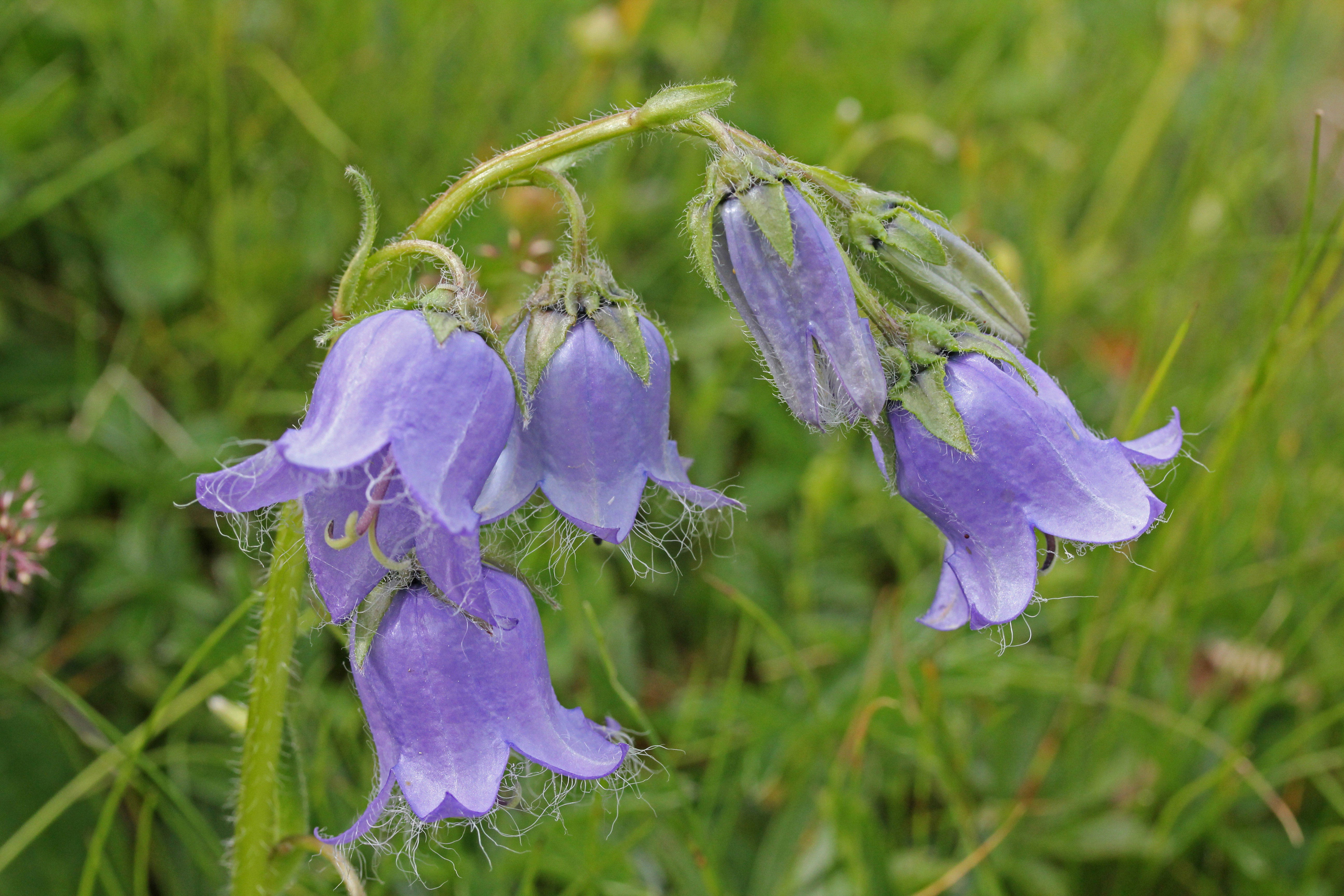Dzwonek brodaty Campanula barbata (zdj.: Fotolia.com)
