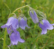 Dzwonek brodaty Campanula barbata (zdj.: Fotolia.com)