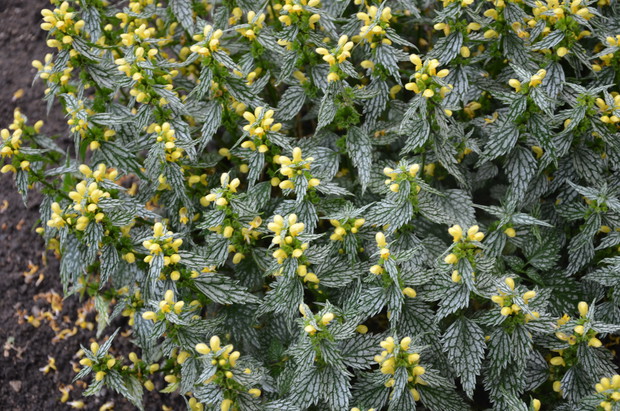 Gajowiec żółty – gatunek rośliny wieloletniej :)
