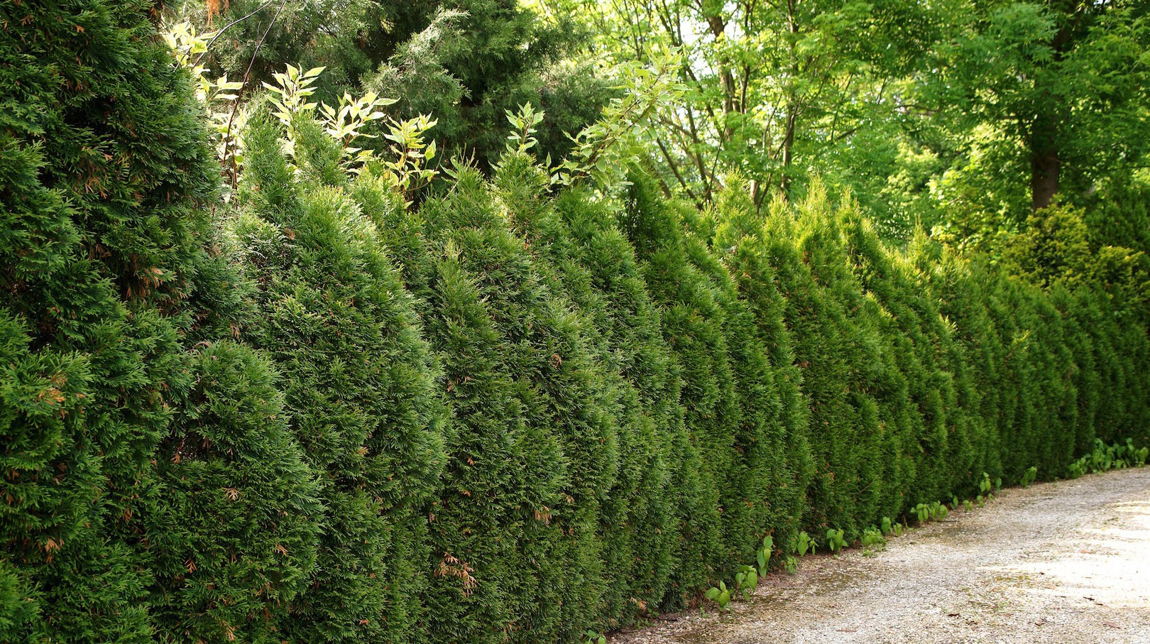 Gęsty żywopłot z tuji częściowo odsieje hałas oraz kurz z ulicy (zdj.: Fotolia.com)