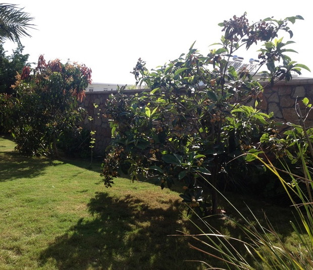 I  drzewko owocowe sie znajdzie!