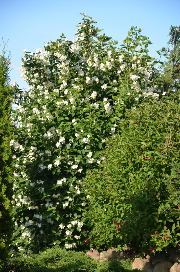 Jaśminowiec z krzewuszką :)