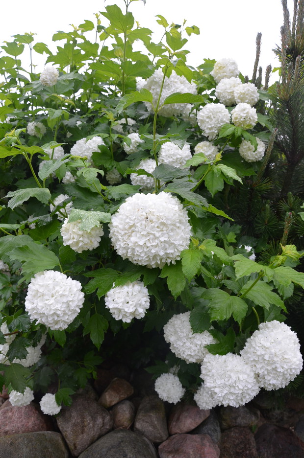 Kalina jest rośliną leczniczą stosowaną głównie w leczeniu chorób kobiecych, związanych z problemami zdrowotnymi i bolesnościami w czasie ciąży i menstruacji.