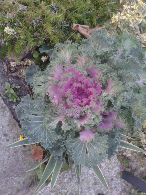 kapustka karbowana dekoracyjna