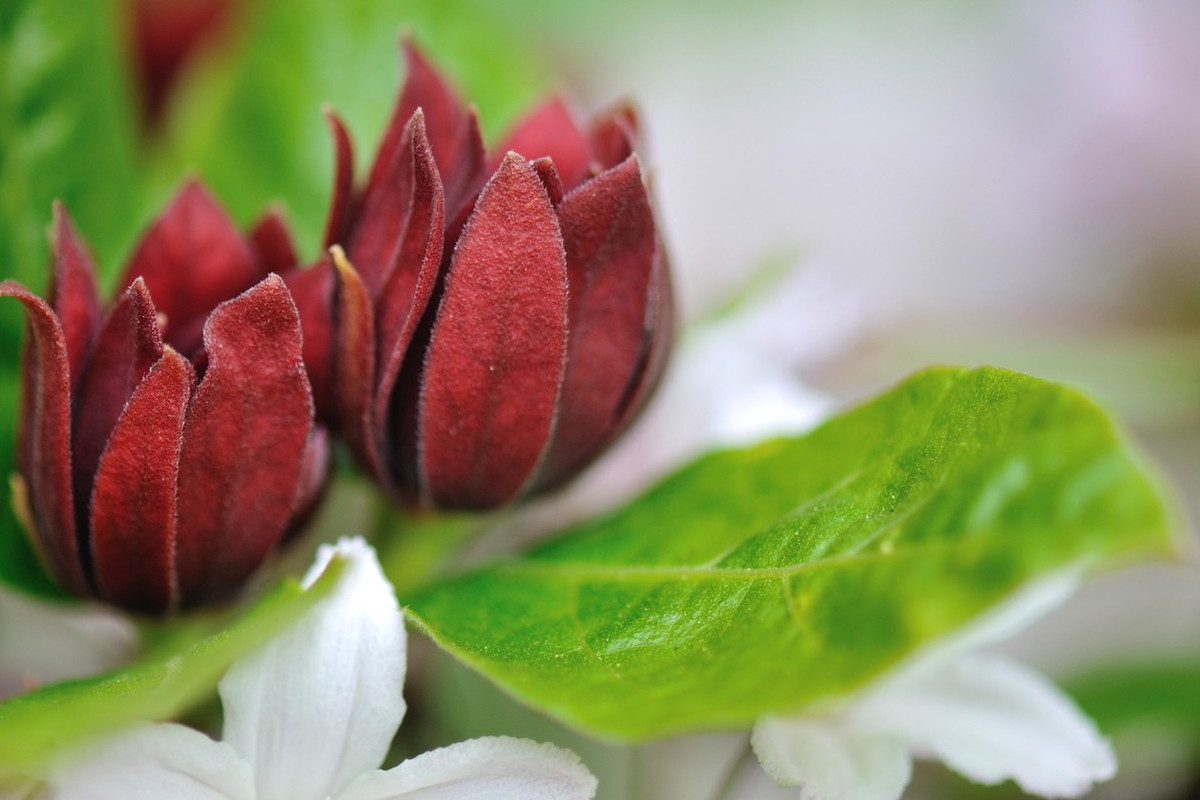 Kielichowiec Calycanthus floridus (zdj.: Fotolia.com)