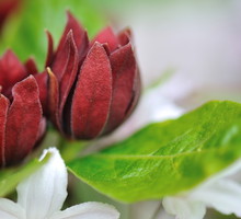 Kielichowiec Calycanthus floridus (zdj.: Fotolia.com)