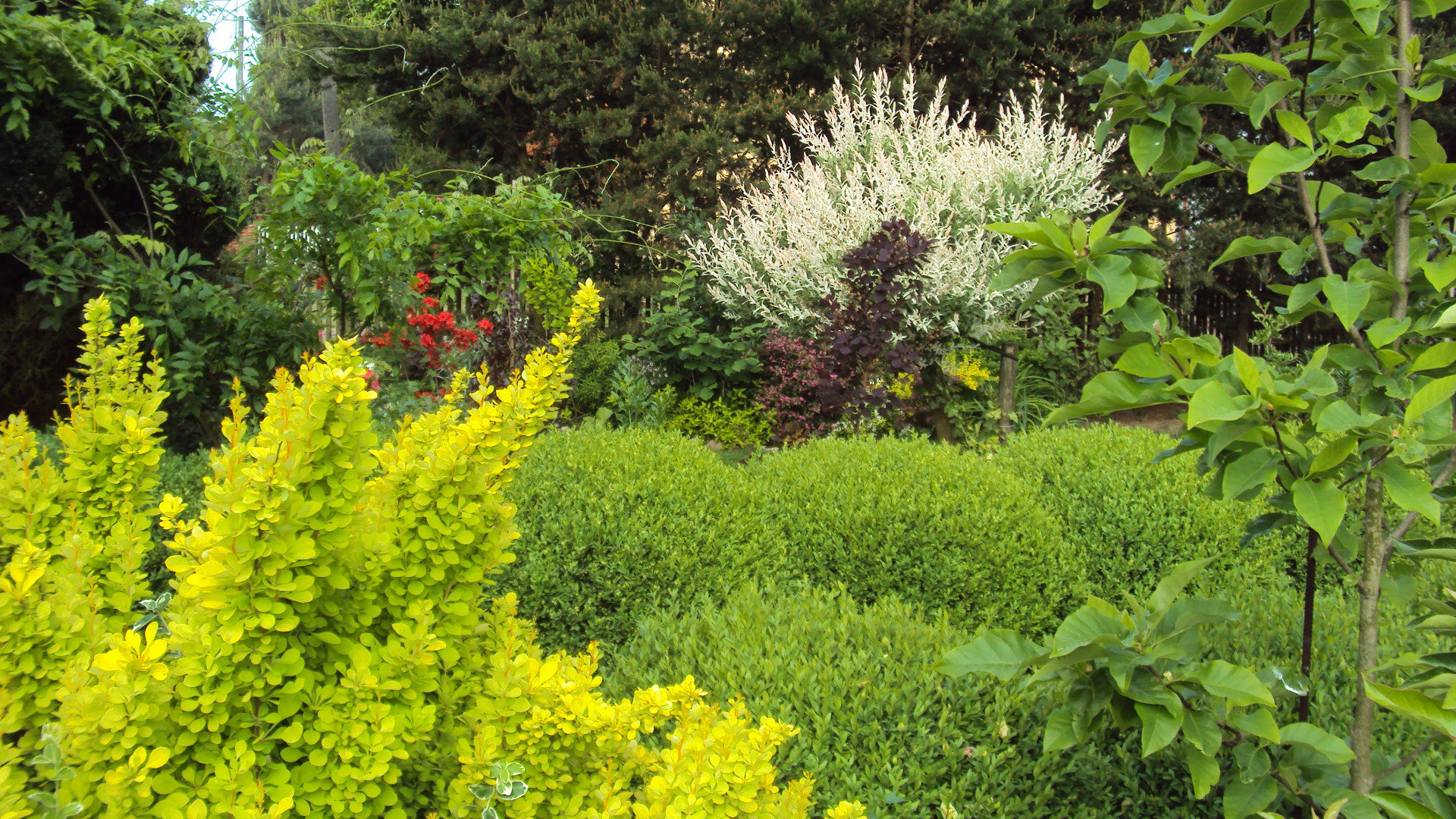 kolory lata i bukszpany wzdłuż chodnika